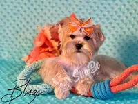 BLAZE, a male Yorkshire Terrier for sale in Henderson, NV – 2 of 4