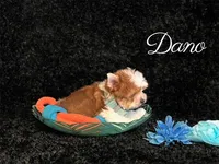 DANO, a male Yorkshire Terrier for sale in Henderson, NV – 2 of 5