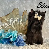 BIMBO, a male Yorkshire Terrier for sale in Henderson, NV – Photo 1 of 5