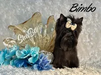 BIMBO, a male Yorkshire Terrier for sale in Henderson, NV – Photo 1 of 5