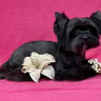 BIMBO, a male Yorkshire Terrier for sale in Henderson, NV – Photo 5 of 5