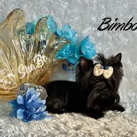 BIMBO, a male Yorkshire Terrier for sale in Henderson, NV – Photo 2 of 5