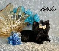 BIMBO, a male Yorkshire Terrier for sale in Henderson, NV – Photo 2 of 5