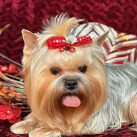 BIMBO, a male Yorkshire Terrier for sale in Henderson, NV – Photo 4 of 5