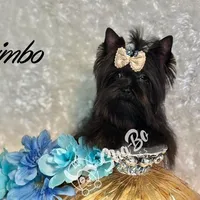 BIMBO, a male Yorkshire Terrier for sale in Henderson, NV – Photo 3 of 5