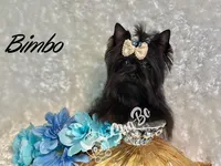 BIMBO, a male Yorkshire Terrier for sale in Henderson, NV – Photo 3 of 5