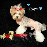 DANO, a male Yorkshire Terrier for sale in Henderson, NV – 4 of 5