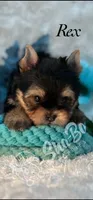 REX, a male Yorkshire Terrier for sale in Henderson, NV – Photo 2 of 5