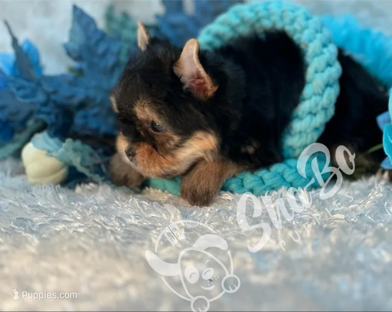 REX, a male Yorkshire Terrier for sale in Henderson, NV – Photo 1 of 5