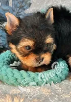 REX, a male Yorkshire Terrier for sale in Henderson, NV – Photo 3 of 5