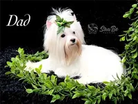 REX, a male Yorkshire Terrier for sale in Henderson, NV – Photo 5 of 5