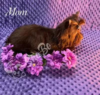 REX, a male Yorkshire Terrier for sale in Henderson, NV – Photo 4 of 5