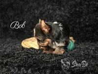 BOB, a male Yorkshire Terrier for sale in Henderson, NV – 4 of 6