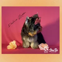 DALMA QUEEN, a female Yorkshire Terrier for sale in Henderson, NV – Photo 3 of 5