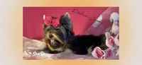 DALMA QUEEN, a female Yorkshire Terrier for sale in Henderson, NV – Photo 4 of 5