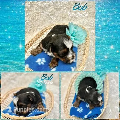 BOB – Yorkshire Terrier puppy for sale in Henderson, NV
