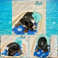 BOB, a male Yorkshire Terrier for sale in Henderson, NV – 1 of 3