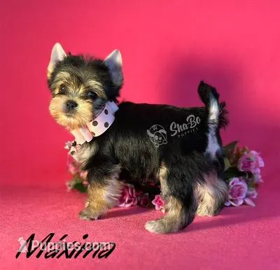 MAXIMA – Yorkshire Terrier puppy for sale in Henderson, NV
