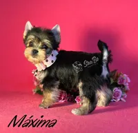 MAXIMA, a female Yorkshire Terrier for sale in Henderson, NV – 1 of 4