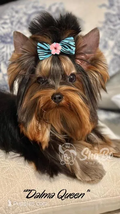 DALMA QUEEN – Yorkshire Terrier puppy for sale in Henderson, NV