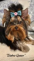 DALMA QUEEN, a female Yorkshire Terrier for sale in Henderson, NV – 1 of 2