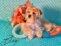 BLAZE, a male Yorkshire Terrier for sale in Henderson, NV – 3 of 4
