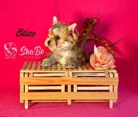 BLAZE, a male Yorkshire Terrier for sale in Henderson, NV – 3 of 4