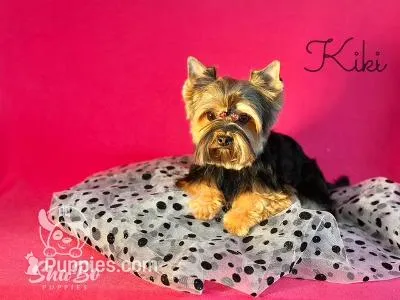 KIKI – Yorkshire Terrier puppy for sale in Henderson, NV
