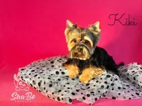 KIKI, a female Yorkshire Terrier for sale in Henderson, NV – 1 of 3