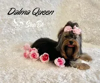 DALMA QUEEN, a female Yorkshire Terrier for sale in Henderson, NV – 3 of 6