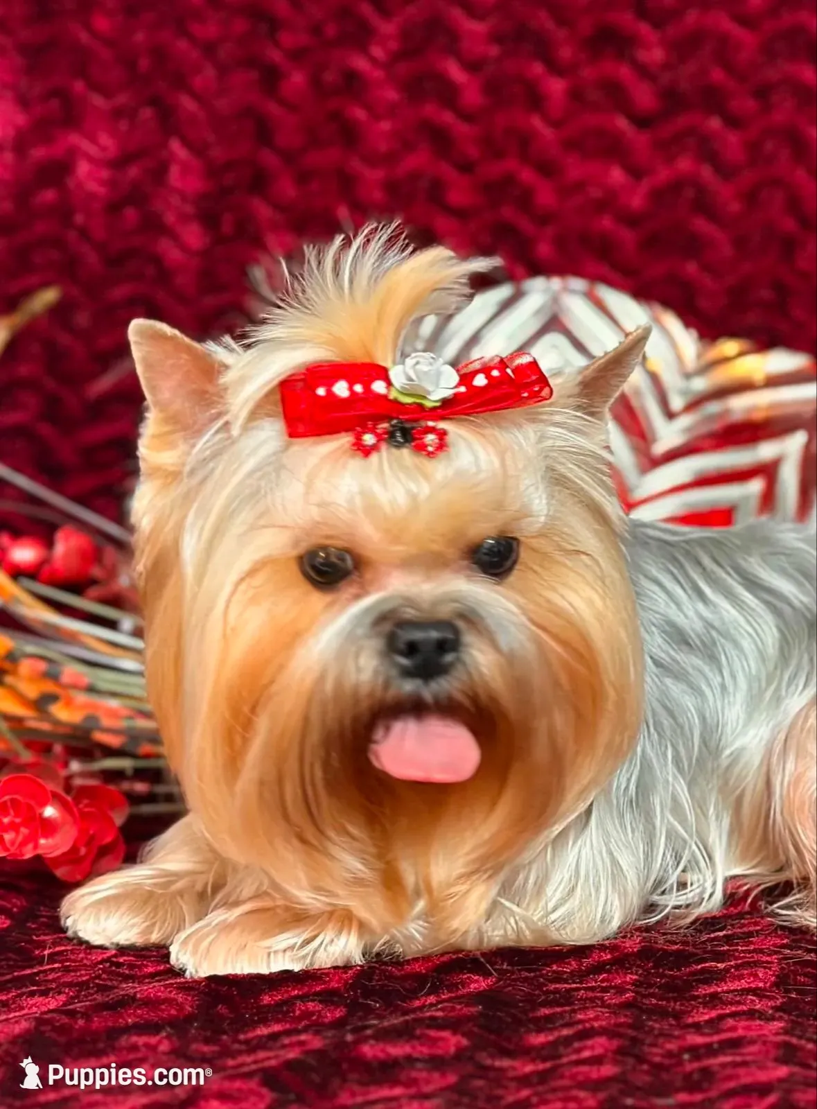 EVEREST, a male Yorkshire Terrier for sale in Henderson, NV – 4 of 4