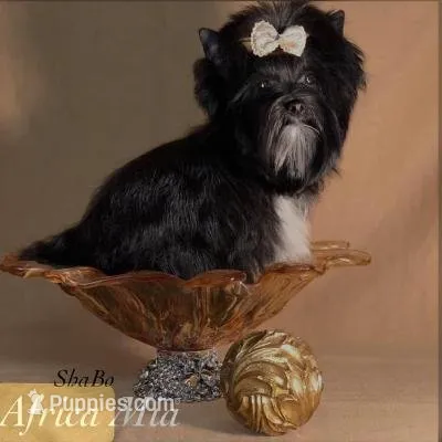DALMA QUEEN, a female Yorkshire Terrier for sale in Henderson, NV – 6 of 6