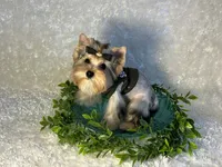 EVEREST, a male Yorkshire Terrier for sale in Henderson, NV – 2 of 6