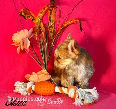 BLAZE – Yorkshire Terrier puppy for sale in Henderson, NV