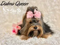 DALMA QUEEN, a female Yorkshire Terrier for sale in Henderson, NV – 2 of 6