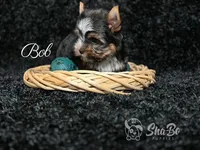 BOB, a male Yorkshire Terrier for sale in Henderson, NV – 2 of 6