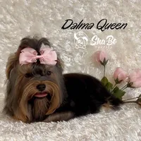 DALMA QUEEN, a female Yorkshire Terrier for sale in Henderson, NV – 1 of 6