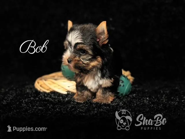 BOB – Yorkshire Terrier puppy for sale in Henderson, NV
