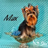 MAX, a male Yorkshire Terrier for sale in Henderson, NV – Photo 3 of 5