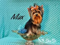 MAX, a male Yorkshire Terrier for sale in Henderson, NV – Photo 3 of 5