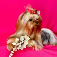 MAX, a male Yorkshire Terrier for sale in Henderson, NV – Photo 4 of 5