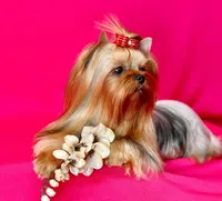 MAX, a male Yorkshire Terrier for sale in Henderson, NV – Photo 4 of 5