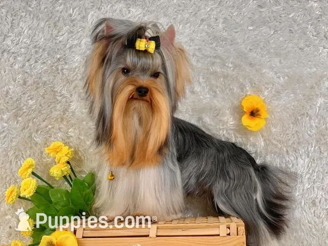 MAX, a male Yorkshire Terrier for sale in Henderson, NV – Photo 5 of 5