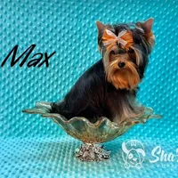 MAX, a male Yorkshire Terrier for sale in Henderson, NV – Photo 1 of 5