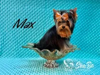 MAX, a male Yorkshire Terrier for sale in Henderson, NV – Photo 1 of 5