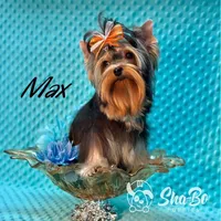 MAX, a male Yorkshire Terrier for sale in Henderson, NV – Photo 2 of 5