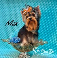 MAX, a male Yorkshire Terrier for sale in Henderson, NV – Photo 2 of 5