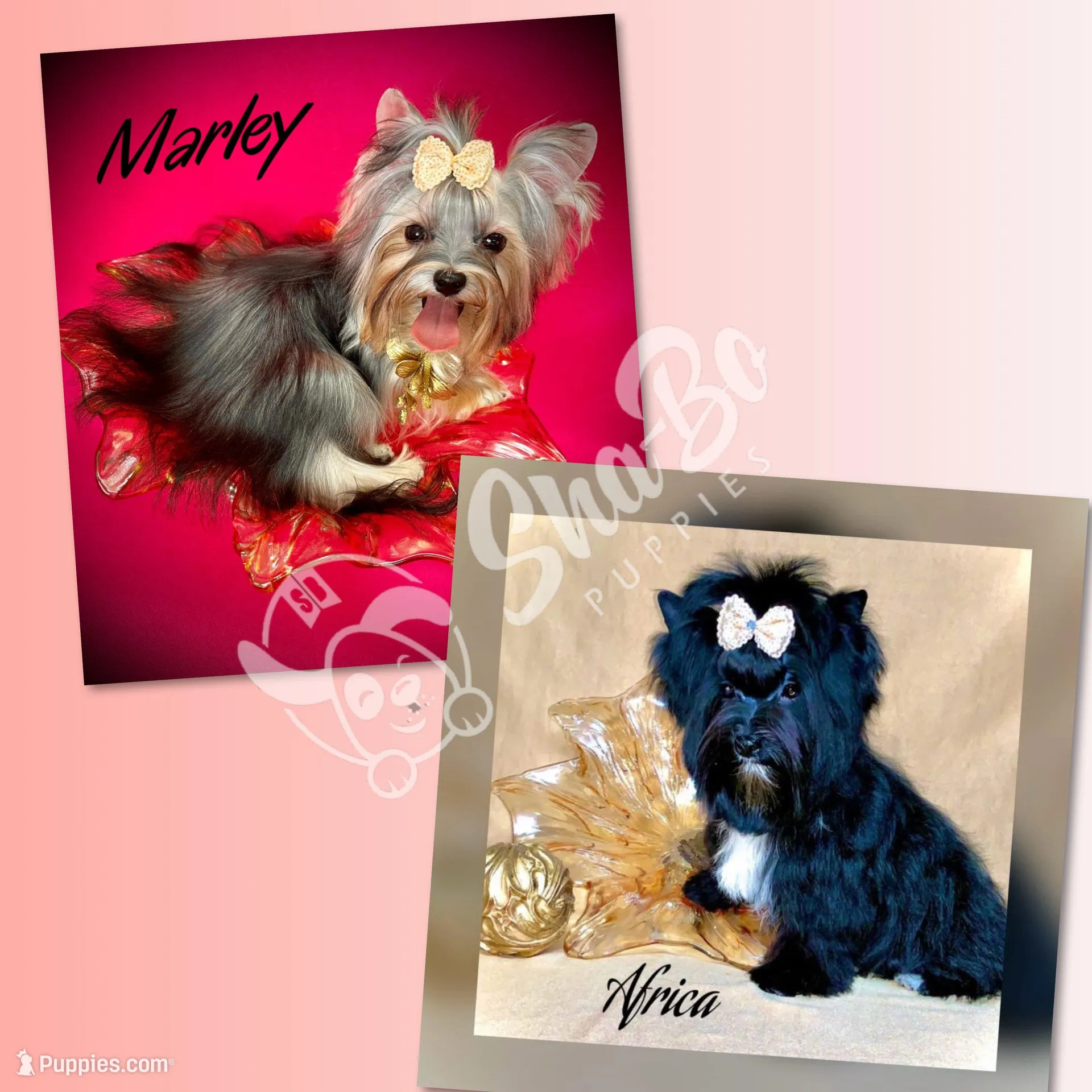 DALMA QUEEN, a female Yorkshire Terrier for sale in Henderson, NV – Photo 5 of 5