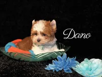 DANO, a male Yorkshire Terrier for sale in Henderson, NV – 1 of 3