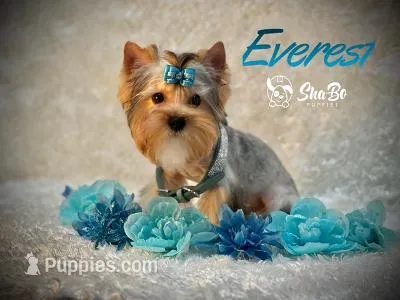 EVEREST – Yorkshire Terrier puppy for sale in Henderson, NV